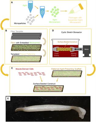 Achieving Acetylcholine Receptor Clustering in Tissue-Engineered Skeletal Muscle Constructs In vitro through a Materials-Directed Agrin Delivery Approach